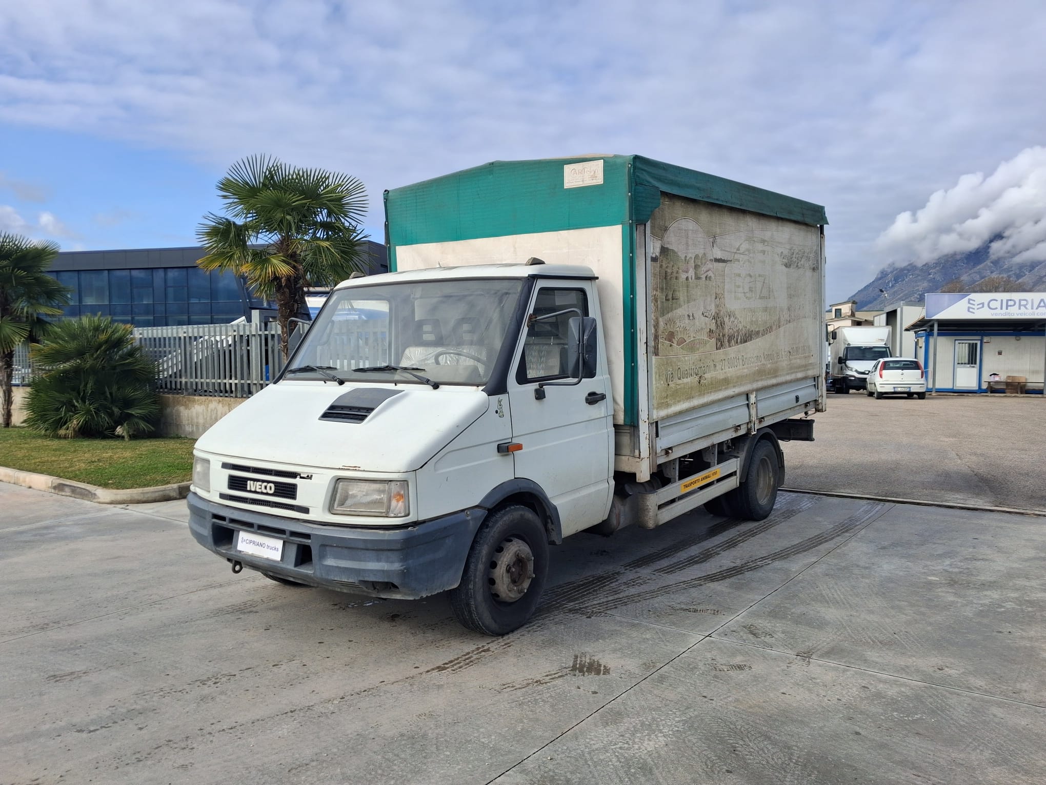 Iveco Daily Centinato Trasporto Bestiame - immagine 3